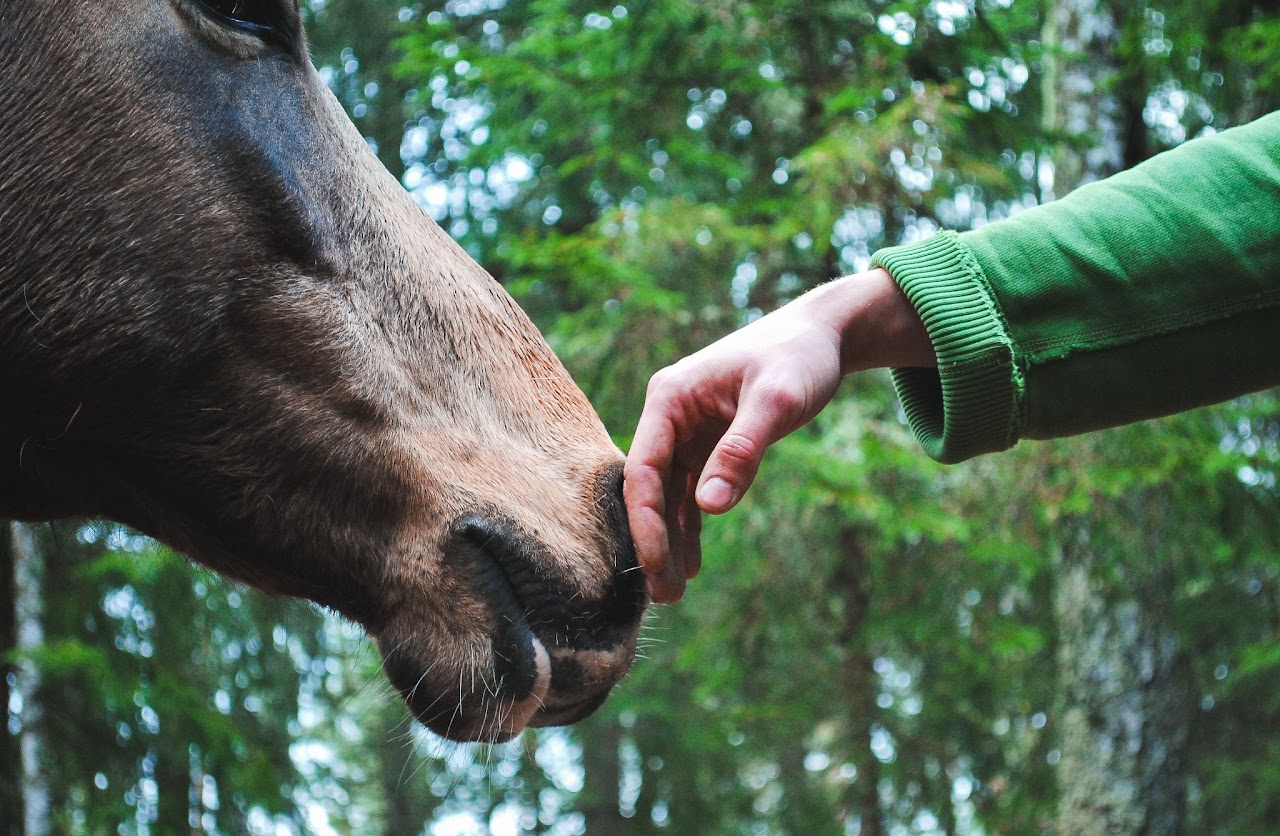 Hand with animal in woods